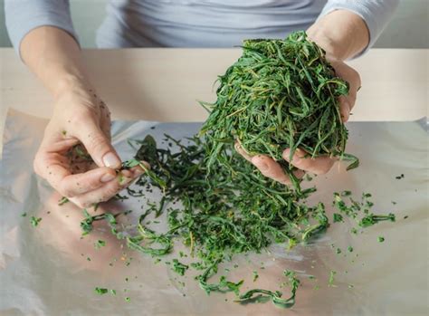 Proces fermentacji liści herbaty. Produkcja ręczna Koporye Tea ...