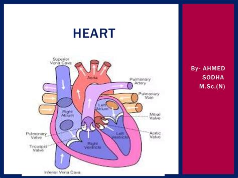 Heart Anatomy Ppt