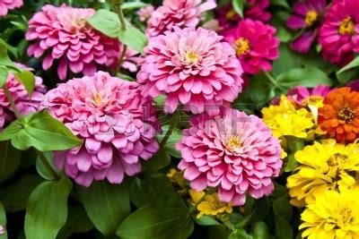 Psychic Endurance : spiritual meaning of flower, The Mother