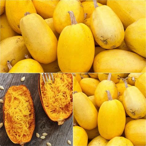 Buy Vegetable Spaghetti Squash seeds Online | Happy Valley Seeds