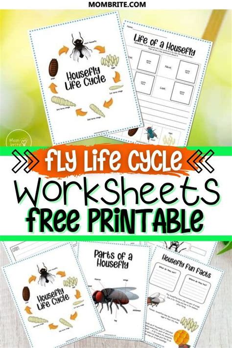 Bird Fly Worksheet 的图像结果