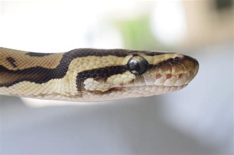 Image result for Minecraft Ball Python