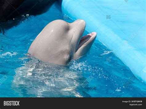 Friendly Beluga Whale Image & Photo (Free Trial) | Bigstock