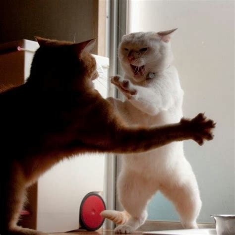 Mad Cats: A Funny Encounter