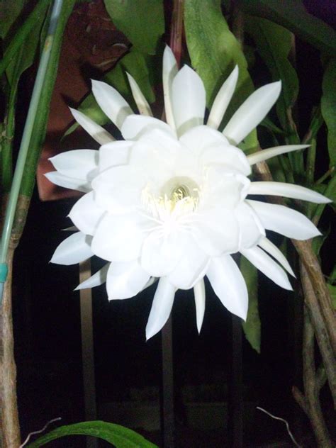 月下美人の花が咲いたよー | 白黒チワワのりきのブログ