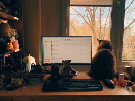 Image result for Cat Sitting at Computer