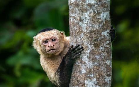 Download wallpaper 1920x1200 capuchin, monkey, tree, wildlife ...