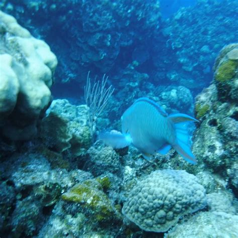 COLUMBIA REEF (2026) All You Need to Know BEFORE You Go (with Photos ...