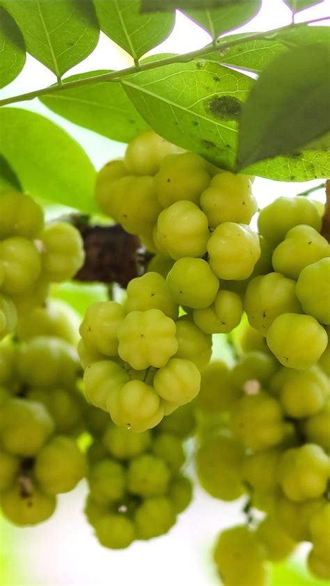 Indian Star Gooseberry, Nellika, Malay Gooseberry, Noyal Fol Live Plant ...
