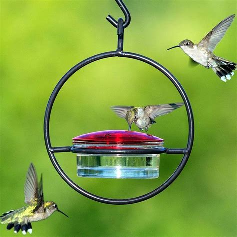 Hummingbird Feeder Bee Guards