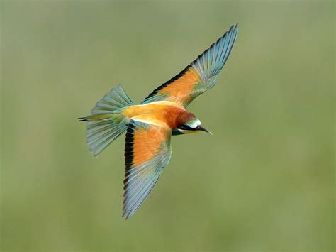 European Bee-eater - eBird