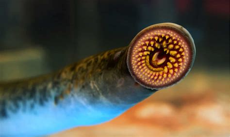 Image result for Extinct Fish