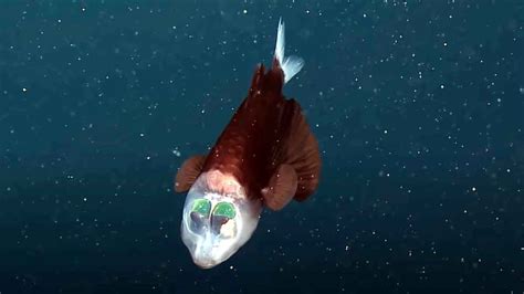 Barreleye fish: समुद्र में दिखी दुर्लभ मछली, माथे पर हरे रंग की बल्ब ...