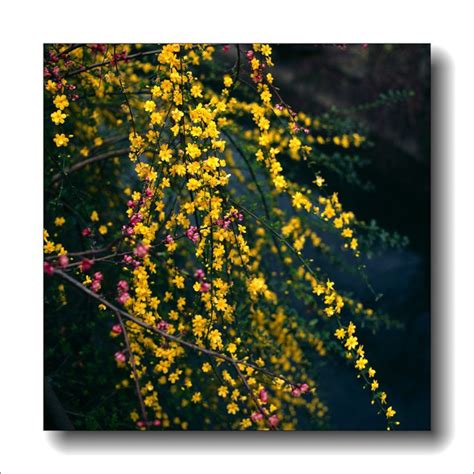 How do jasmine flowers reproduce - Flower wiki