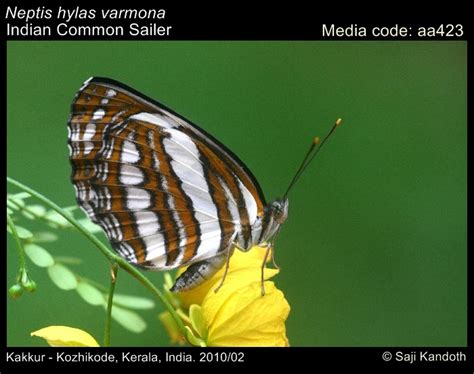 Neptis hylas | Butterfly