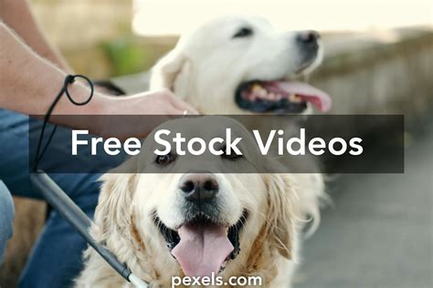 Image result for Cane Labrador