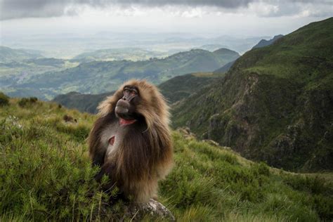 Wildlife and History Tour :: Ethiopian Adventure Tours