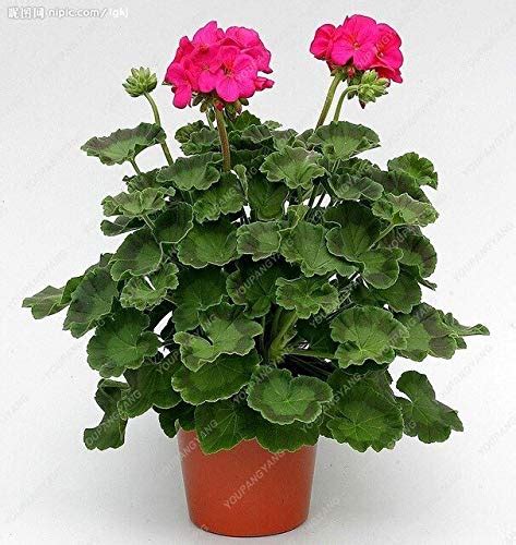 Exotic Geranium Seeds Flower Perennial Flower Seeds Pelargonium ...