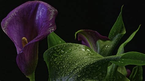 Purple Calla Lily Background