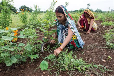 Climate Change Has Disproportionate Effect on Women Engaged in Cotton ...