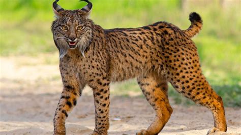 Interesting facts about the Iberian lynx: habitat, diet and threats