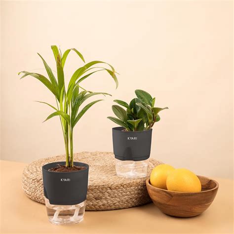 KYARI Peperomia Green-Areca Palm Combo of 2 Indoor Plants for Living ...
