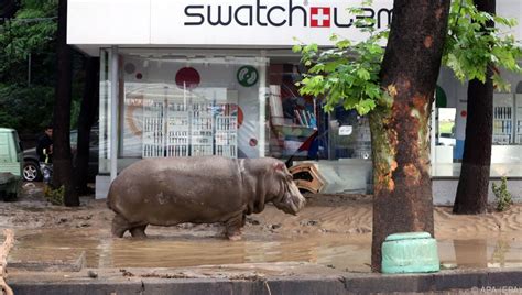 Tote bei Unwetter in Tiflis – Raubtiere aus Zoo entlaufen - UnserTirol24