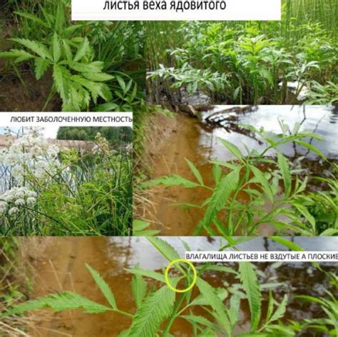 Цикута растение (Ядовитый Вёх). Фото, описание, где растет в России, факты