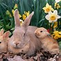 Image result for Cute Animated Bunny Cool