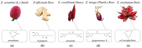 Genus Of Zingiberaceae