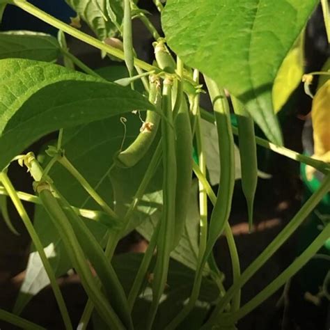Snap Bean / Dwarf French Bean 'Canadian Wonder' (Phaseolus vulgaris ...