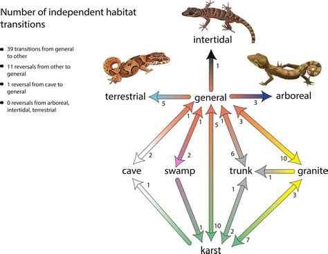 Life Cycle Of A Gecko