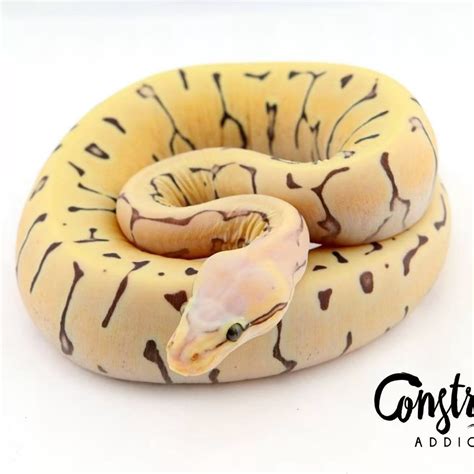 Image result for Scaleless Ball Python