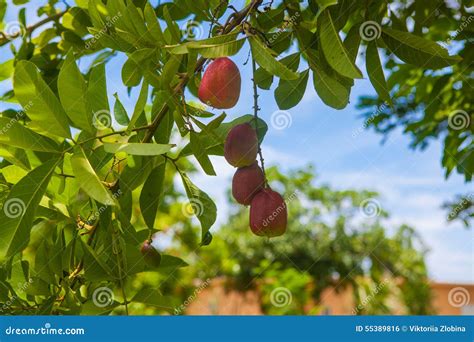 Ackee Tree With Ripe Fruits, Jamaica Royalty-Free Stock Photography ...