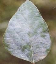 ORGANIC FARMING :: Disease Management of Agricultural Crops