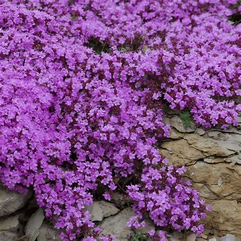 Amazon.com : KVITER 20,000 Purple Creeping Thyme Seeds Ground Cover ...