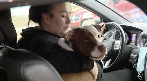 Detroit rescue dog saves new family's baby girl from fire