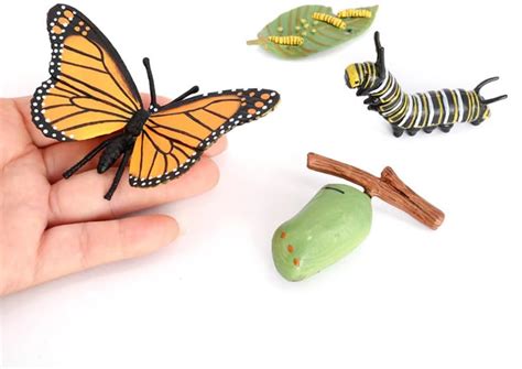 Hvogvok Butterfly Growth Cycle, Animal Growth Cycle India | Ubuy