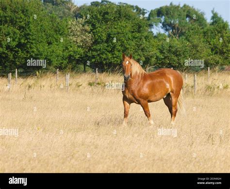 A rare breed Suffolk Punch horse in a paddock of long grass Stock Photo ...