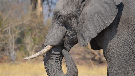 The Surprising Clue to Reducing Human-Elephant Conflict: Minerals • The ...