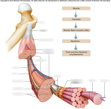 Image result for Skeletal Muscle Flow Chart