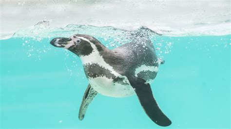 Brilliant Wildlife Adventures: Zoos and Parks Your Family Will Love | Attractions Near Me