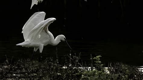 Wallpaper herons, birds, wings, wildlife hd, picture, image