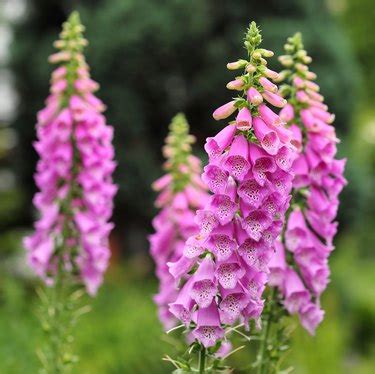 How to Grow Foxglove | Hunker