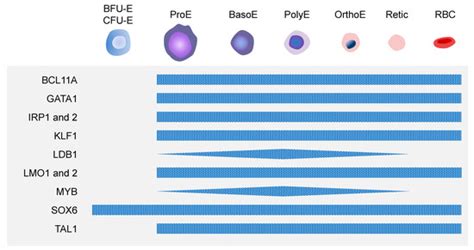Generation of Red Blood Cells from Human Pluripotent Stem Cells—An Update