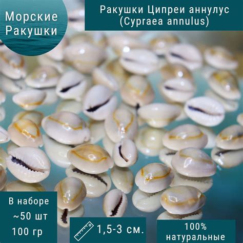 Морские ракушки Каури Ципрея аннулус натуральные 2-2,3см 100 гр. купить ...