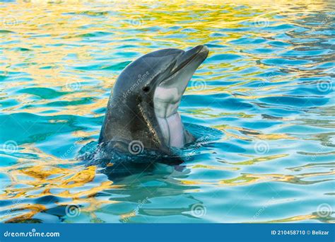Bottlenose Dolphin is in a Dolphin Show of a Zoo Stock Photo - Image of ...