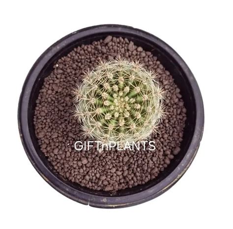 Leca Balls, Ultra Small Size, (1 to 4 mm), Hydroton Pebbles for Mulchi ...