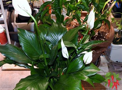 How To Care for a Peace Lily Indoors: Easy Beginners Guide - Stay Green ...