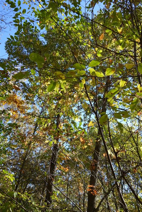 A Comparison of Clearcut with Reserves and Shelterwood Harvest and Two ...